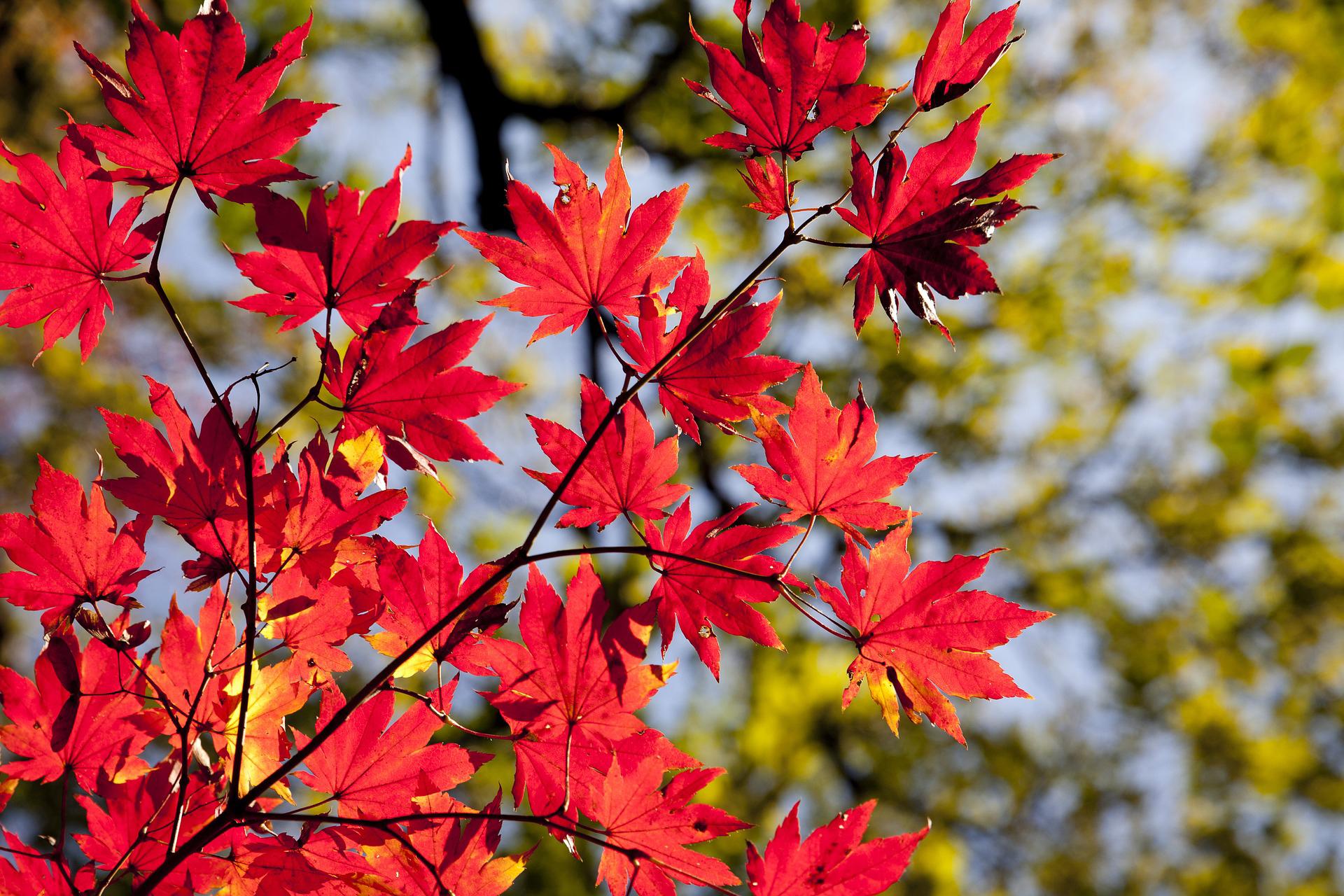 autumn-leaves-2789234_1920